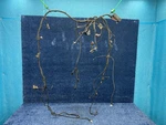 2016-2019 Buick Cascada Underhood Wiring Harness Oem 39026723. Fixed Price $170.00.