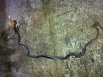 90-92 Toyota 4 Runner Stabilizer Bar Front Cylinder. Fixed Price $70.20.