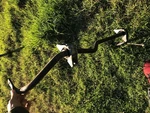 2006-2010 Bmw E60 M5 Sway Bar Stabilizer Suspension Front D=26,5MM. Fixed Price $94.00.