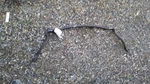 82-85 Toyota Supra Front Roll Sway Stabilizer Bar 7468801. Fixed Price $79.83.