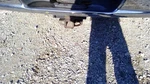 Stabilizer Bar Front Regular Cab Door Fits 02-05 Dodge 1500 Pickup 5450710. Fixed Price $110.00.